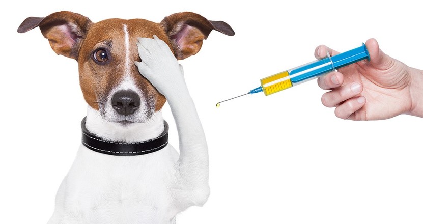 pes vakcína.jpg